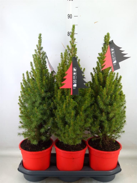 <h4>Picea glauca 'Perfecta'</h4>