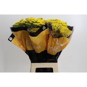 Achillea Golden Painted Prairi