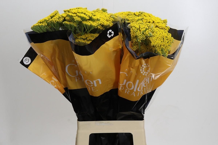 <h4>Achillea Golden Painted Prairi</h4>