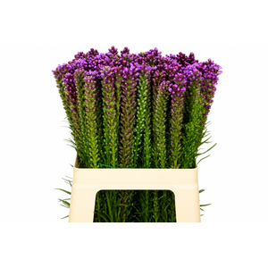 Liatris Spicata