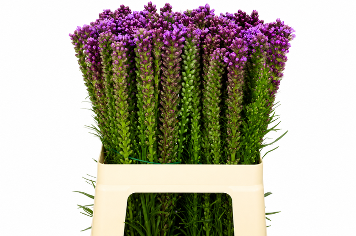 <h4>Liatris Spicata</h4>