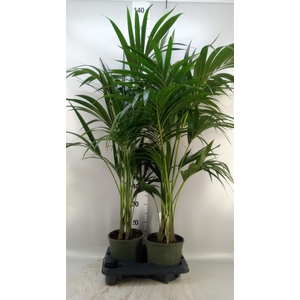 Howea forsteriana
