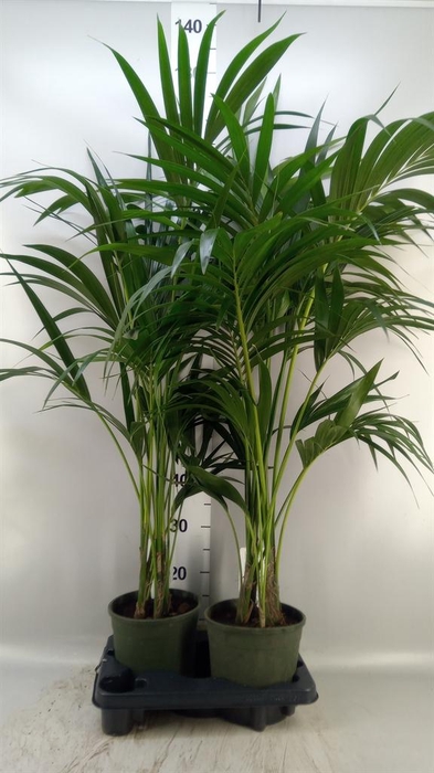 <h4>Howea forsteriana</h4>