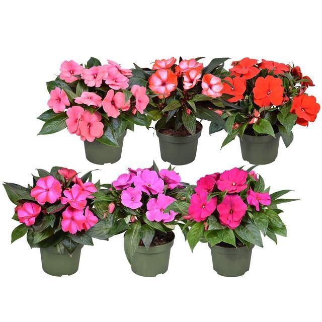<h4>Impatiens NG Tamarinda mixkar</h4>