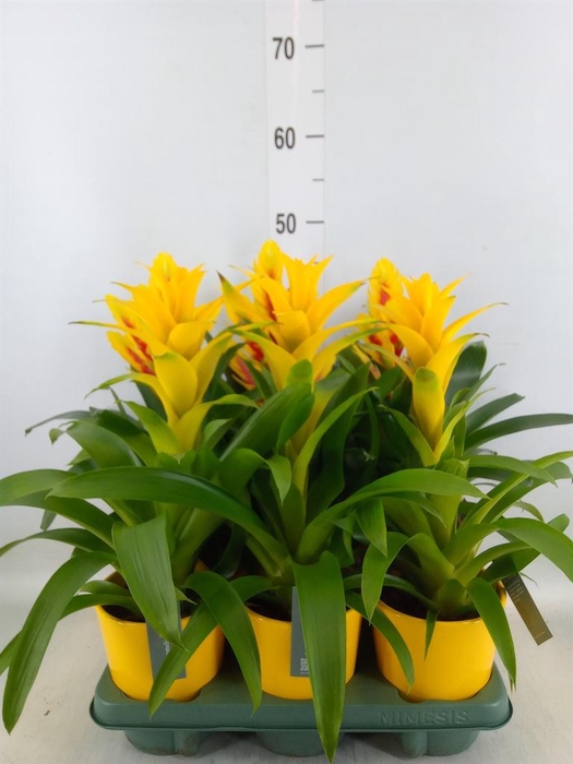 <h4>Bromelia ...mix</h4>