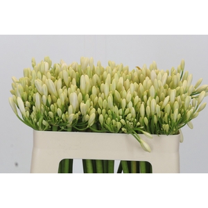Agapanthus Gletsjer