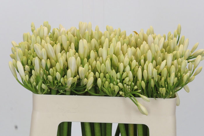 <h4>Agapanthus Gletsjer</h4>