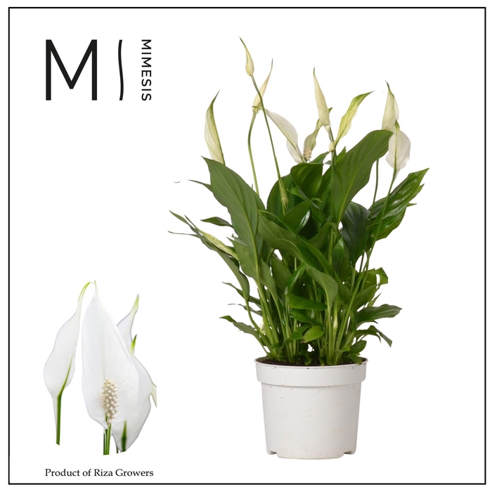 <h4>Spathiphyllum Bellini - 13cm</h4>
