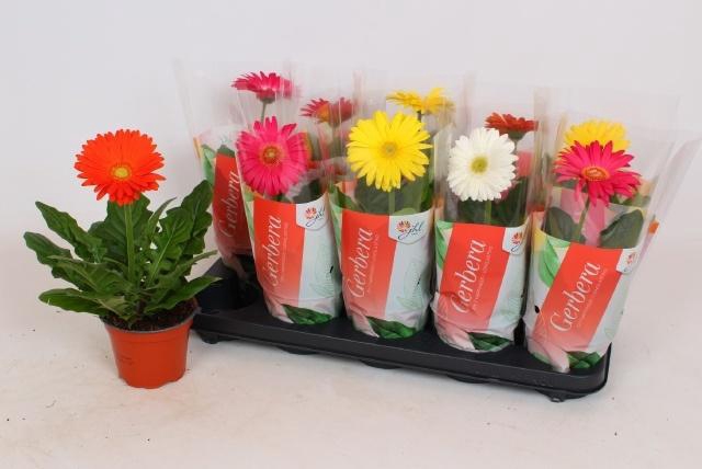 <h4>GER COLOURGAME GEM</h4>