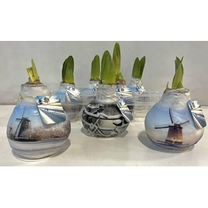 Bloembol Hippeastrum