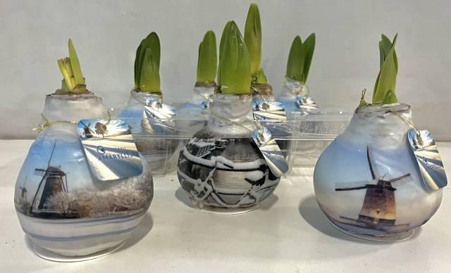 <h4>Bloembol Hippeastrum</h4>