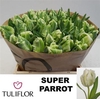 Tu Pa Super Parrot
