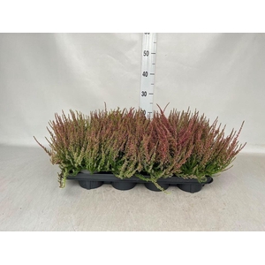 Calluna vulg. 'Garden G Athene'