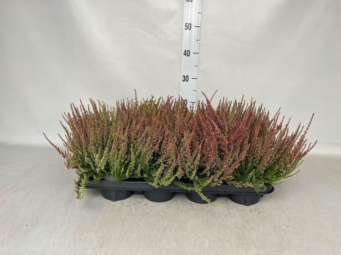 Calluna vulg. 'Garden G Athene'