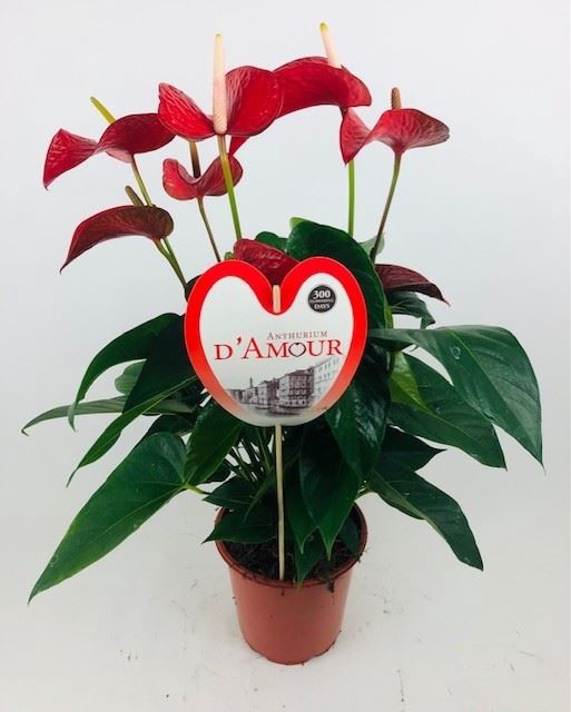 <h4>Anthurium andr. 'Red Bull'</h4>