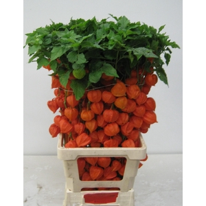 PHYSALIS LAMPION TAK