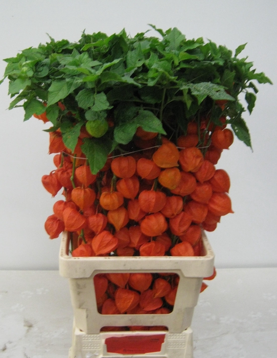 <h4>PHYSALIS LAMPION TAK</h4>
