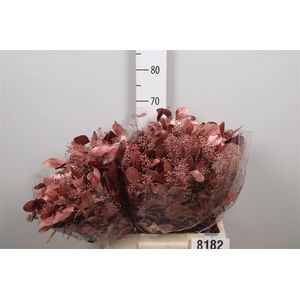 Euc Populus Berry V Red Metallic