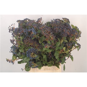 Viburnum Berry Black Per Bunch
