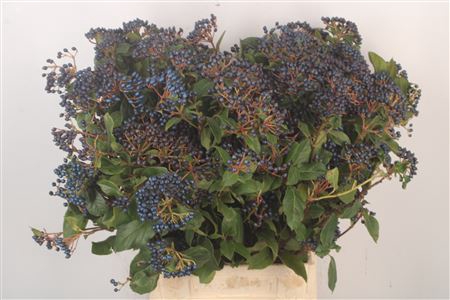 <h4>Viburnum Berry Black Per Bunch</h4>