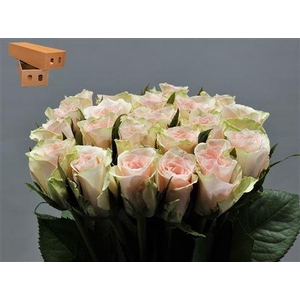 R Gr Pink Athena