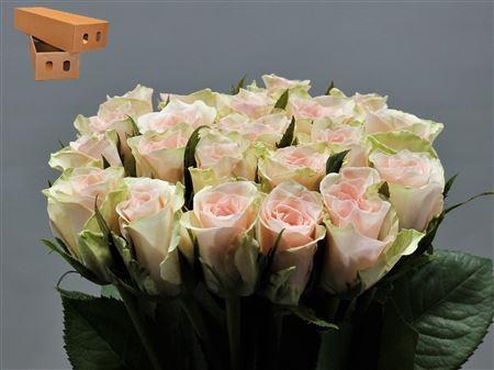 <h4>R Gr Pink Athena</h4>