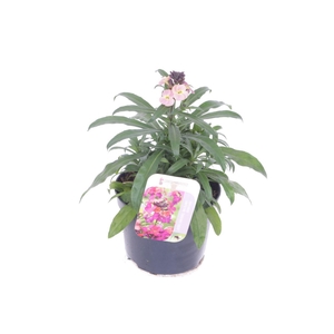 Erysimum Constant Cheer