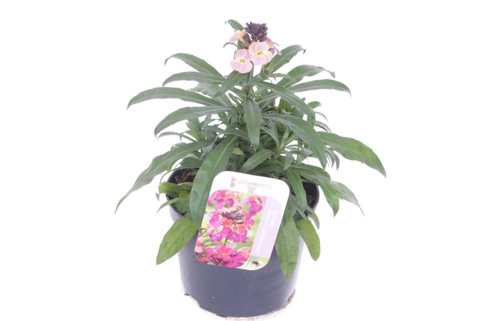 <h4>Erysimum Constant Cheer</h4>