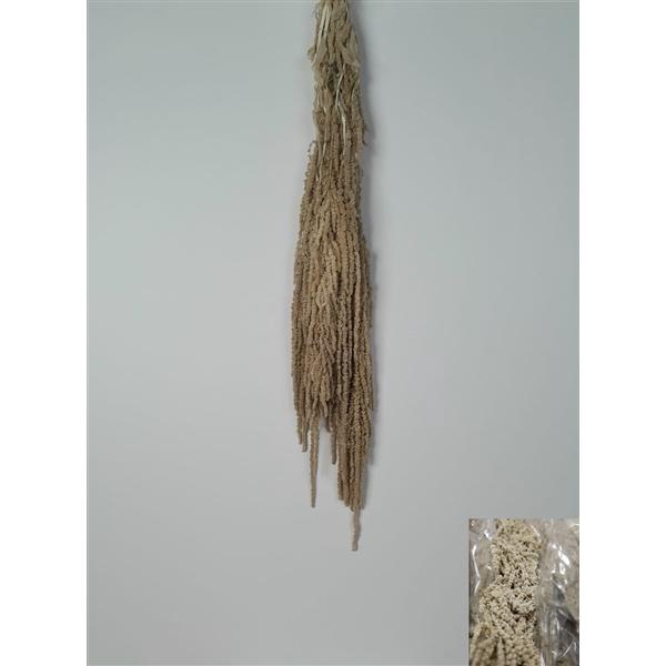 <h4>GESTABILISEERD AMARANTHUS (H) CREME</h4>