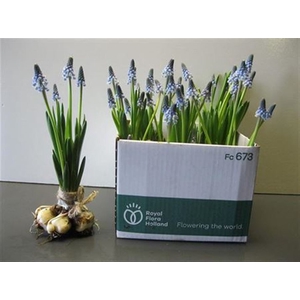 Muscari Carola