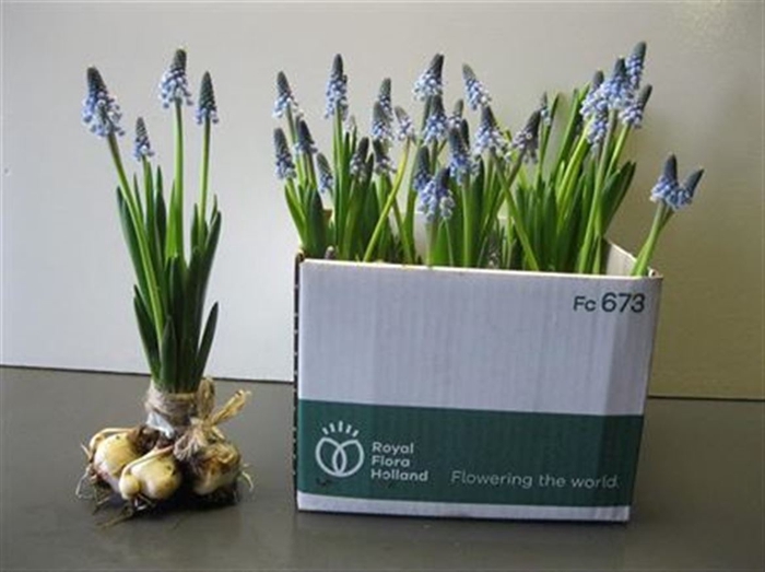 <h4>Muscari Carola</h4>