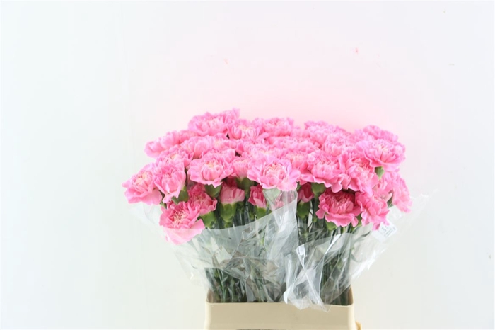 <h4>Di St Cl Feminine Minami</h4>
