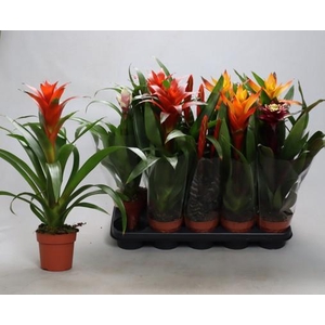 BROMELIA GEM