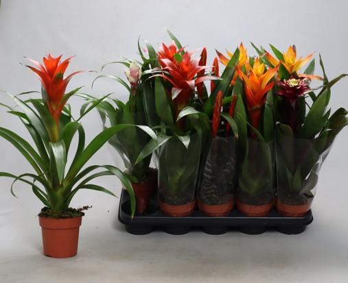 <h4>BROMELIA GEM</h4>