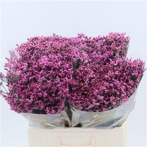 Limonium Sinense Tiffany Diamond