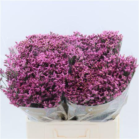 Limonium Sinense Tiffany Diamond