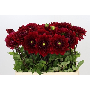 Dahlia Red Runner