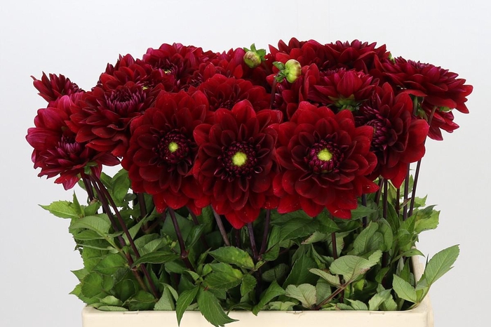 <h4>Dahlia Red Runner</h4>