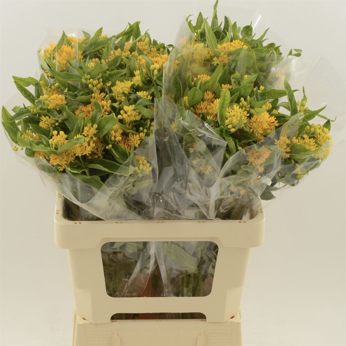 <h4>Asclepias Tuberosa Hello Yellow</h4>