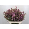 Chamelaucium Kerryn