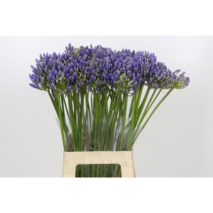Agapanthus EYFORI Blue