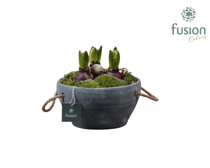 <h4>Cement pot met handvaten en Hyacinten</h4>