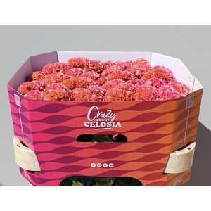 CEL C PINK DELIGHT