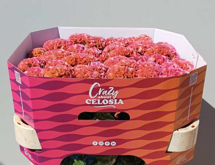 <h4>CEL C PINK DELIGHT</h4>