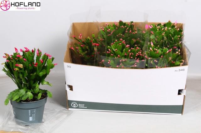 <h4>SCHLUMB GEM 3 KL</h4>