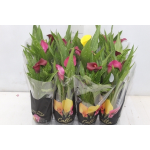 CALLA MINI P09