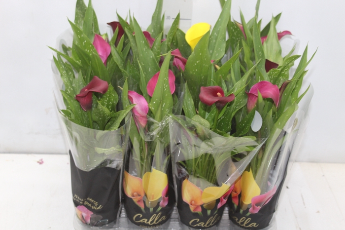 <h4>CALLA MINI P09</h4>