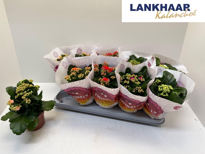 KAL GE PERF GEM 5 KL