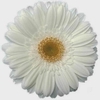 GERBERA WHITE GRIZZLY >10 HA < 50 CM DIAM MIN 10 CM BRANCO