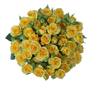 <h4>R Tr Yellow Babe Yellow 40cm EC</h4>